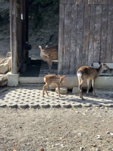Sortie au Bois de la Bâtie